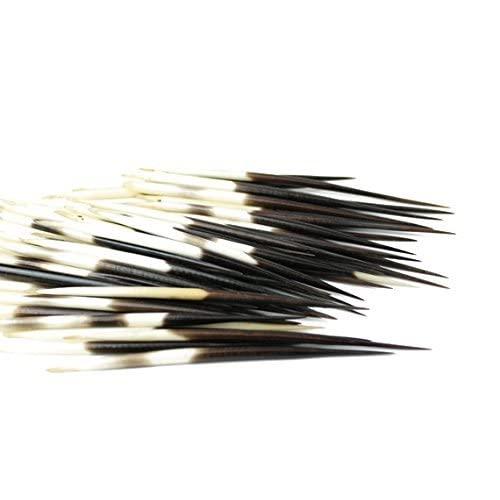 Porcupine Quills, approx 50 Porcupine Quills, approx 50