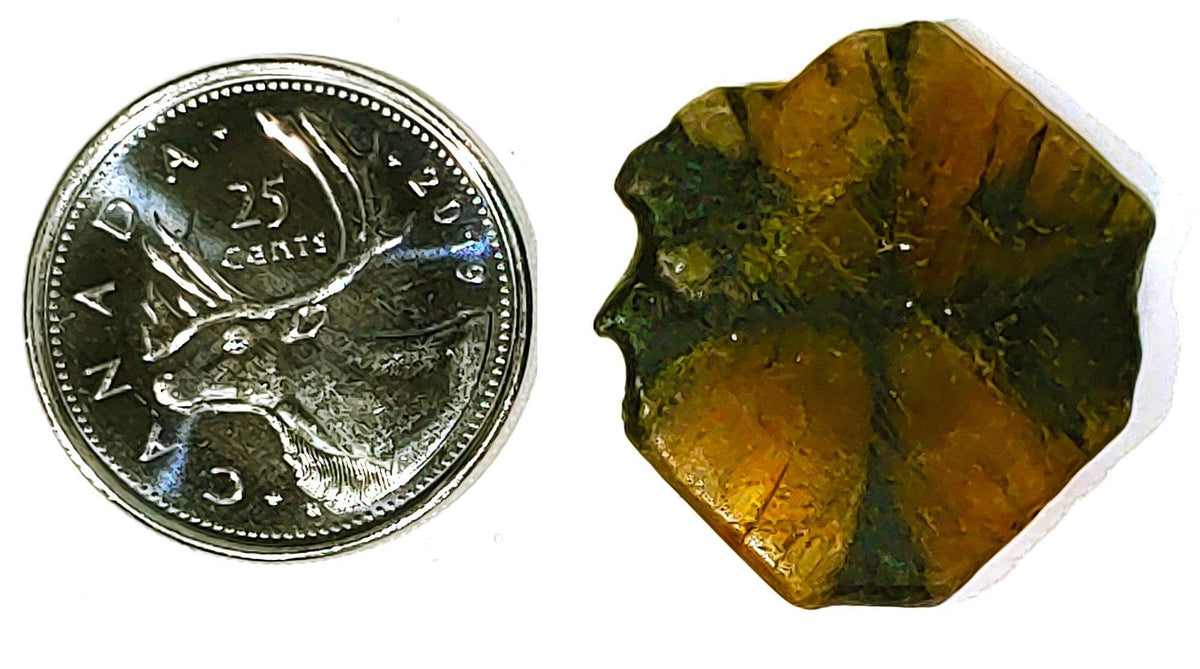 Chiastolite - Cabochon - PoCo Inspired