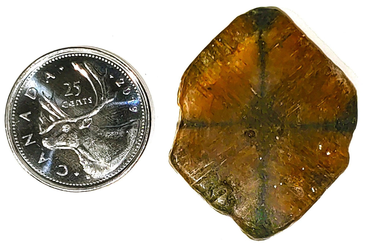 Chiastolite - Cabochon - PoCo Inspired