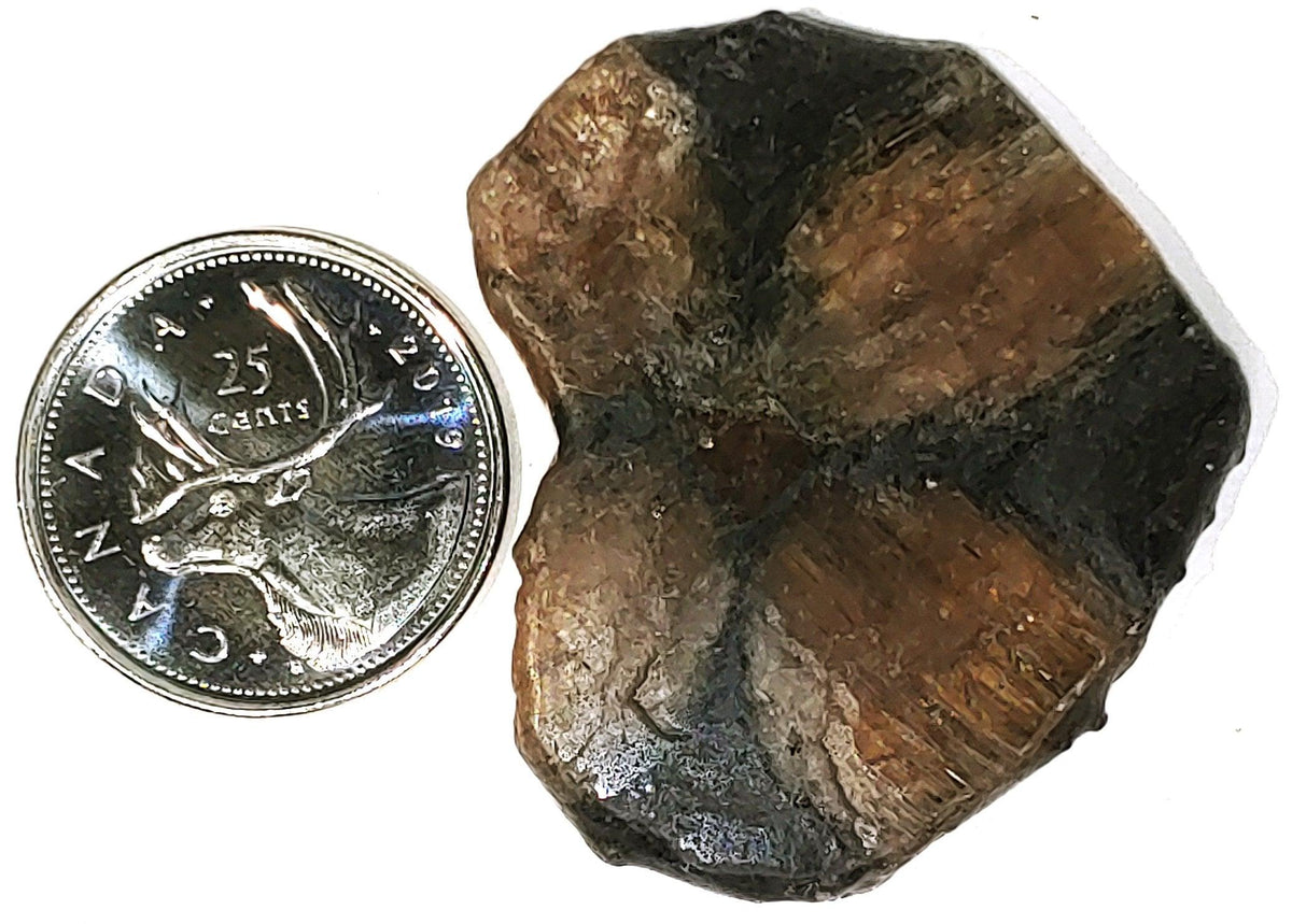 Chiastolite - Cabochon - PoCo Inspired