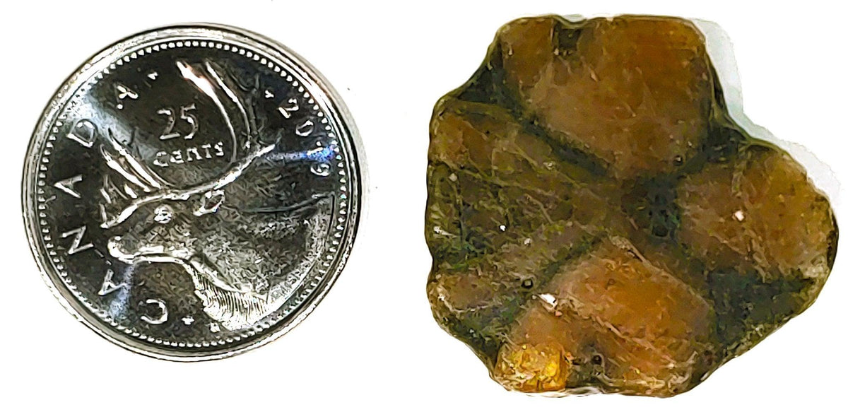 Chiastolite - Cabochon - PoCo Inspired