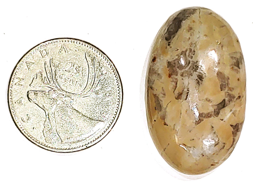Coconite Jasper