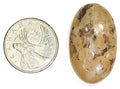 Coconite Jasper