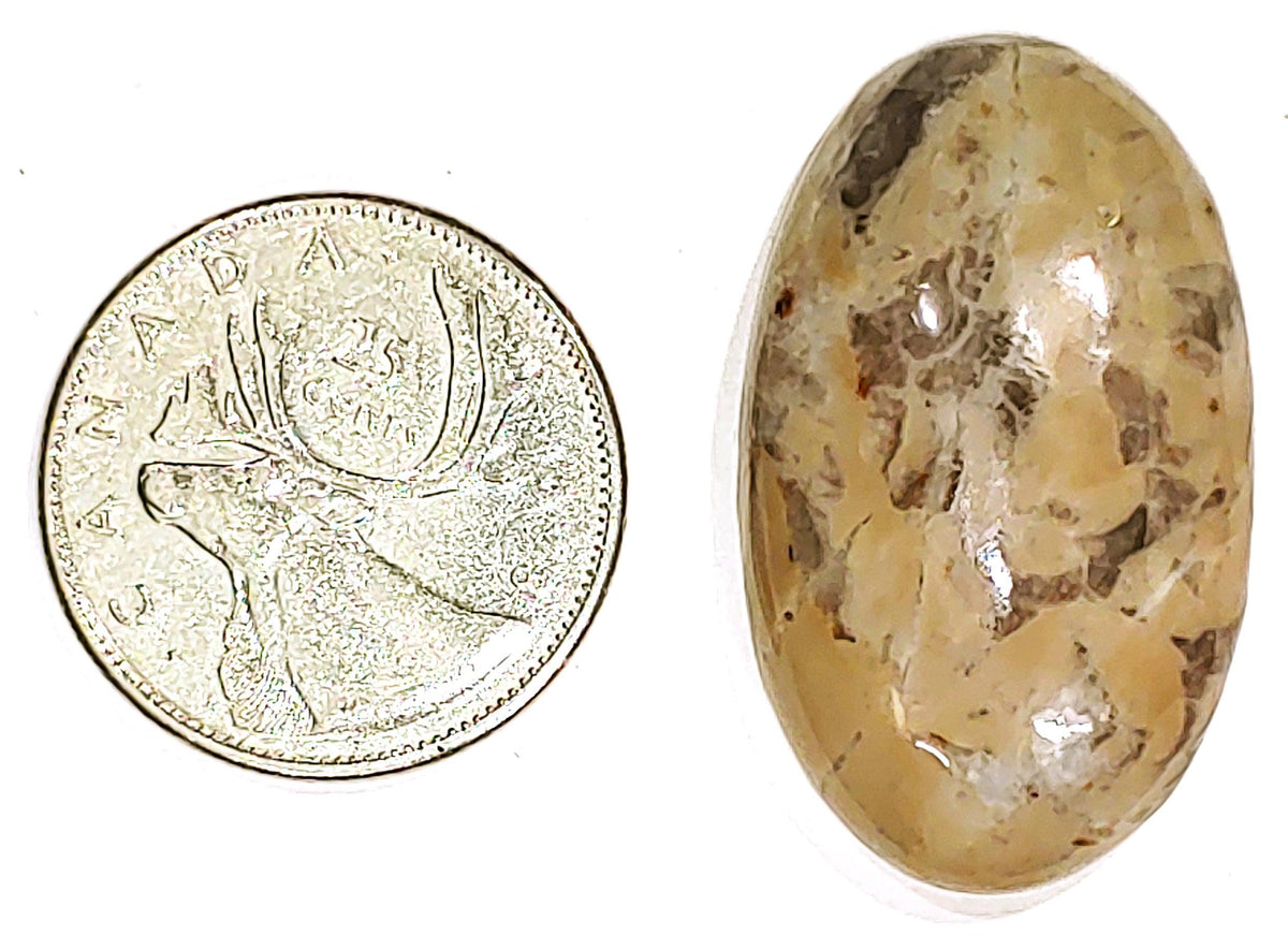 Coconite Jasper