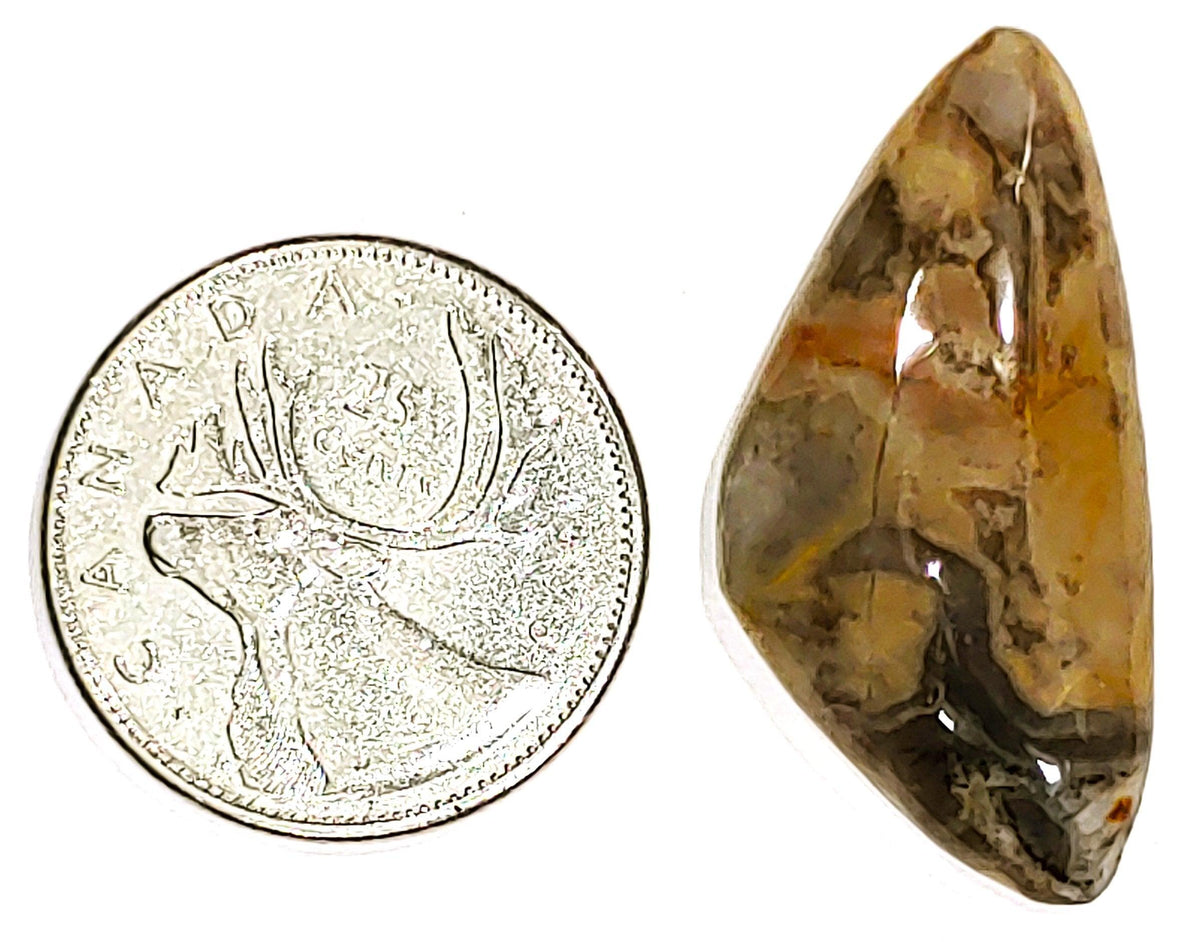 Coconite Jasper