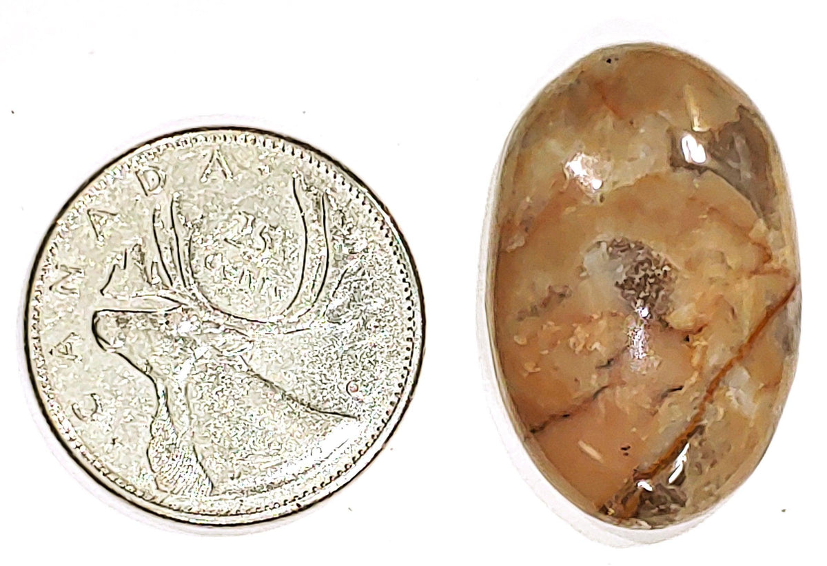Coconite Jasper