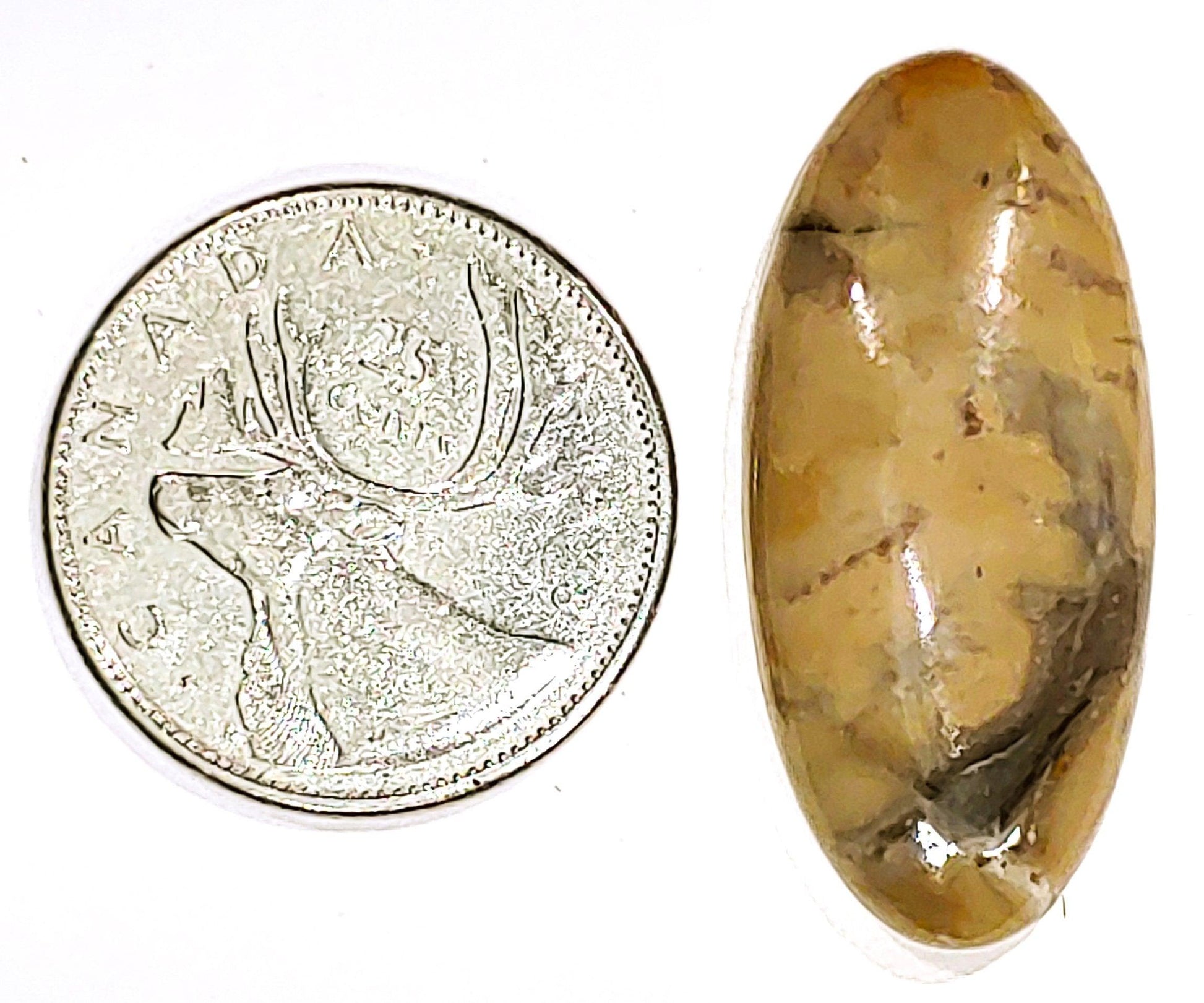 Coconite Jasper